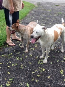 DiPietro-dogs-225x300